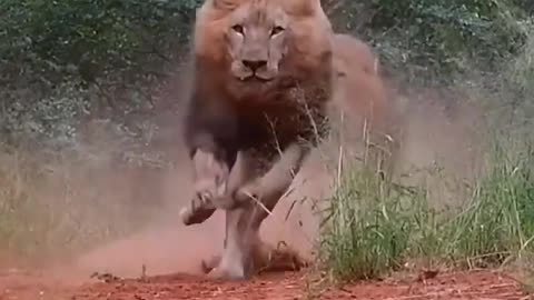 Angry lions