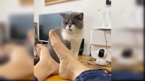 This video will make your day 🌾😽