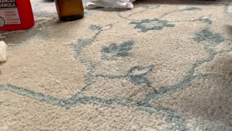 The Best way to Clean Up Cat Pee on your carpet!