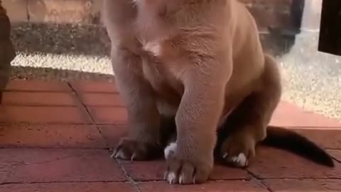 Cute Puppy Cute American bully puppy shots shorts shortvideo shotvideo