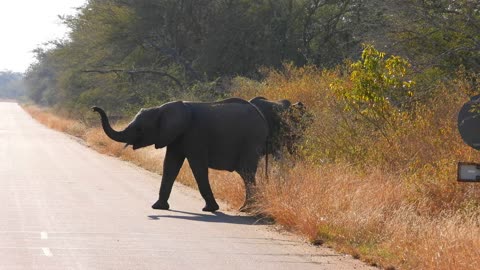 Impatient Safari Guide Upsets Herd of Elephants