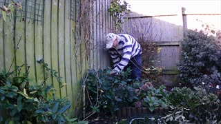 rose pruning and shrub removal's