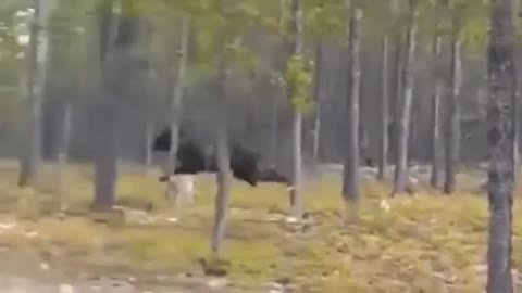 Медведь просит кушать