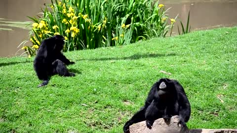 Singing Siamang Gibbon Pair at Taronga Western Plains Zoo