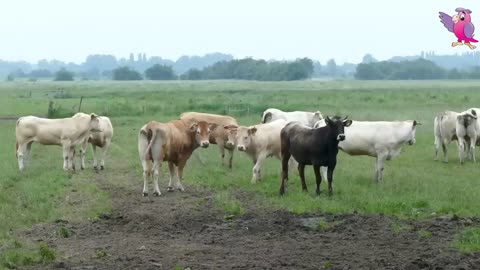 Cows mooing and grazing in a field 🐮🐄