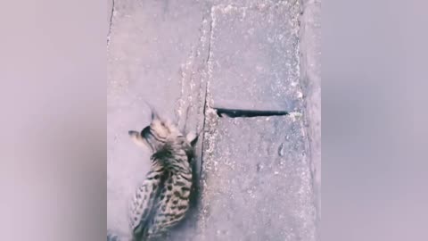 Cute Cat and Funny Cat Short training videos