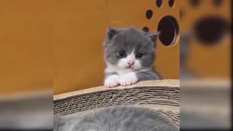 Baby Cats - Cute and Funny Cat Videos Compilation #19