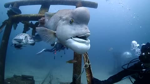 Strange and huge sea fish