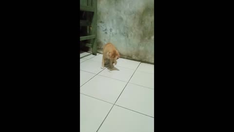 Shimba Kitten Playing Tissue Part 1 HD