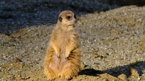Meerkat Standing Cute