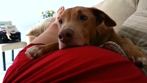 Dog reacts to baby's kick!