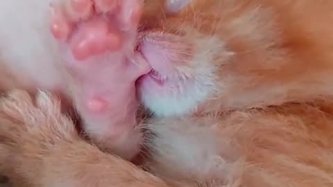 Tiny Kitten Sucks On His Thumb While Sleeping