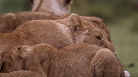 The lion cub plays with its mother and bites its mother