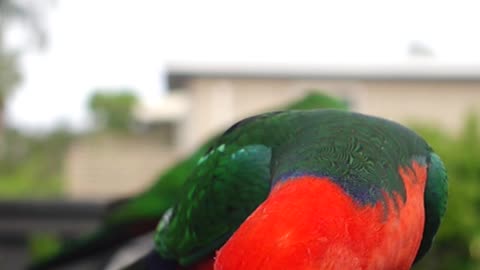 Australian king parrot