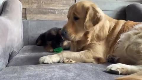 My Dog Gets Annoyed by New Puppy From Day One