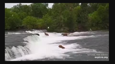 LIVE bear cam: Brooks Falls - Katmai National Park, Alaska July 15, 2023