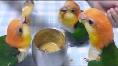 parrot videos - parrots dancing - a funny parrot videos compilation hd.