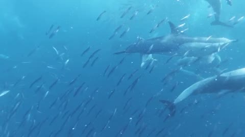 a flock of dolphins and fish as they are beautiful.