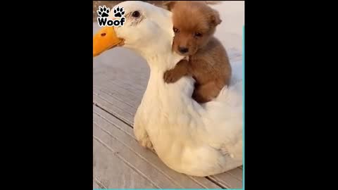 Adorable Puppy Loves Its Duck Buddy ❤ 🥰