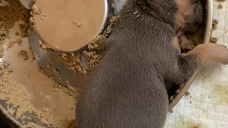 Puppy Passes Out in Food Bowl