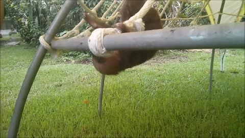 Baby Sloths Being Sloths - FUNNIEST Compilation