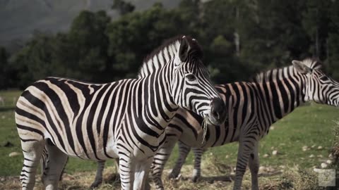 Stripes of Wonder Exploring the majestic World of Zebras