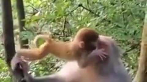 Monkey worries about her puppy and wins kisses 😘