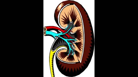 The importance of water to the kidneys