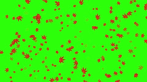 green screen autumn leaves keying video