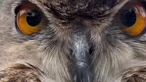 Owl makes New Friends! #short #shorts #animal #wildlife #nature #birds #owl