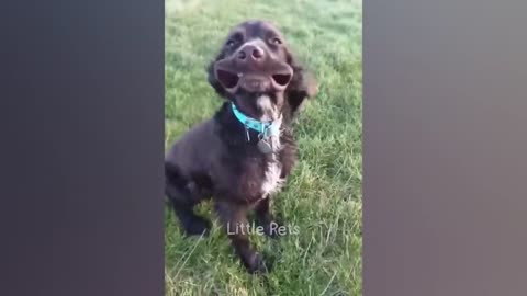 Funny animal videos