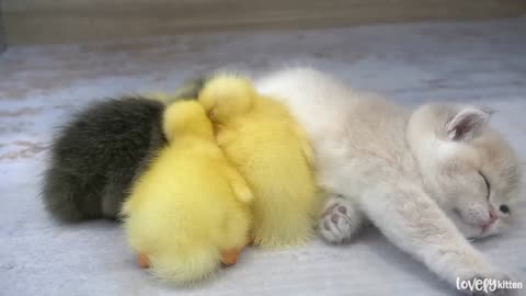 Kitten Mio and ducklings sleep sweetly together while mom cat is talking and feeding with others