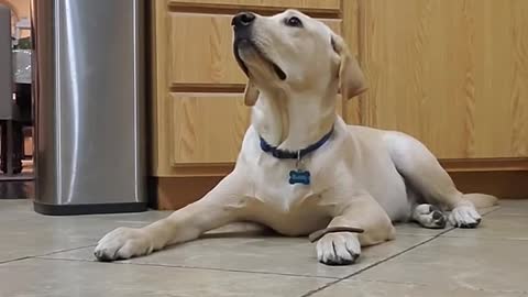 Labrador Dog Shows How Well Trained He is