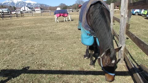 2022-12-28 Pasture canon