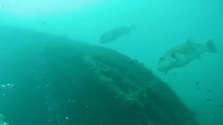 Scuba diving in the perhentian islands