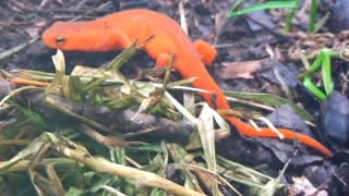 Eastern Newt