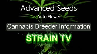 Advanced Seeds Auto Flower - Cannabis Strain Series - STRAIN TV