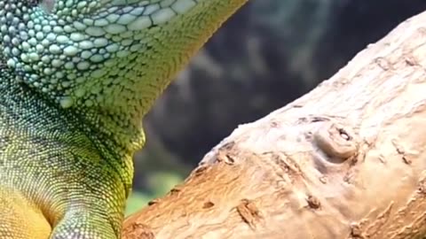 Amazing Lizard Caught on Camera