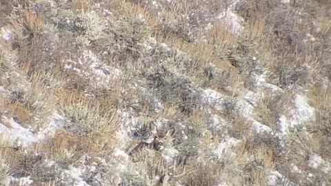 Mule Deer shot in bed at long range // Killshot hunting