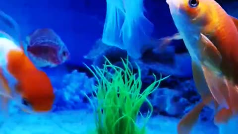 Beautiful Gold fish, Fish Aquarium setup, Gold Fish tank setup