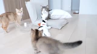 adorable kitten has fun with its owner
