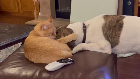 Cat Takes Control Of Doggy Best Friend