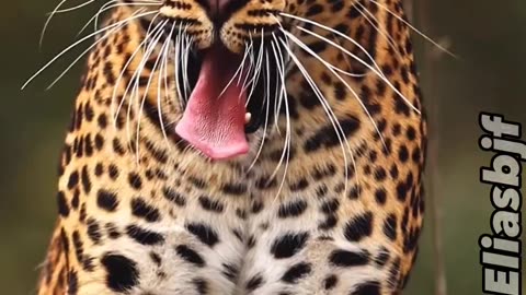 Cuteness of leopardess