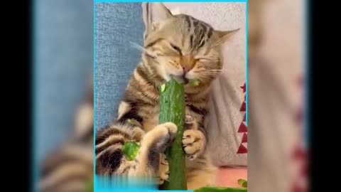 Funniest Animals May `23 #9 😺🤣🐱‍👓🐶🦝🐷🐐 Try Not To Laugh Pets | Funny Cat Videos