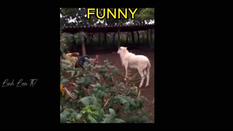 Funny Moments Of The Year Compilation 😆🔥🐷 PART-1