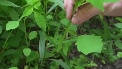 This Wild Plant Counteracts Poison Ivy!