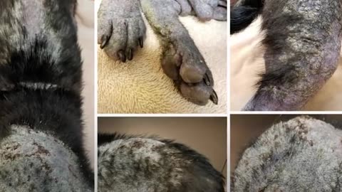 Stray Pug Makes The Most Amazing Transformation | The Dodo