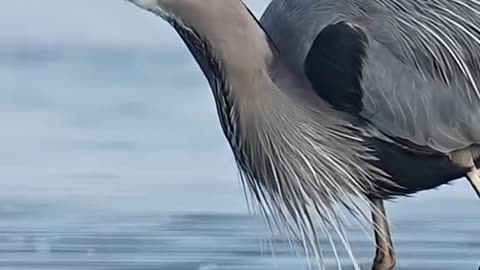 Birds Hunting Fish