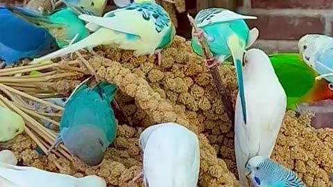 budgies in large aviary