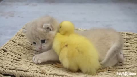 Ducklings love the baby kitten